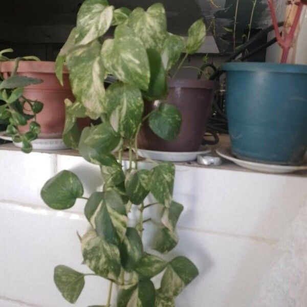 Epipremnum aureum Frunză