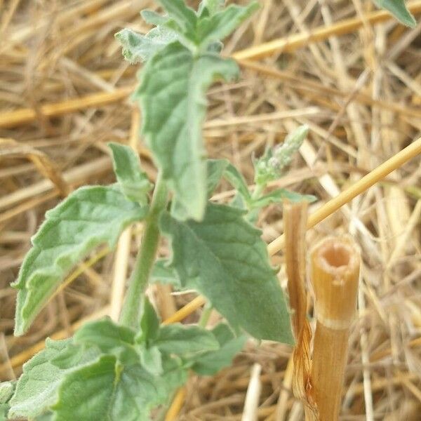 Mentha longifolia List