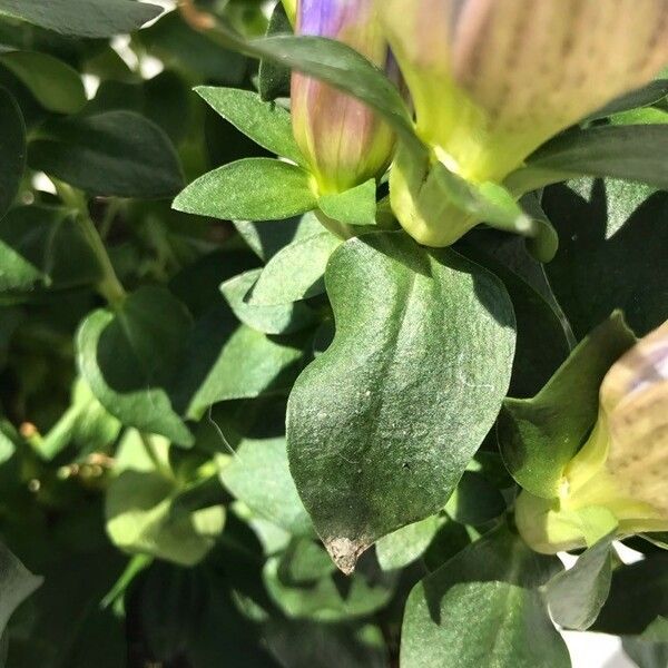 Gentiana calycosa Leaf