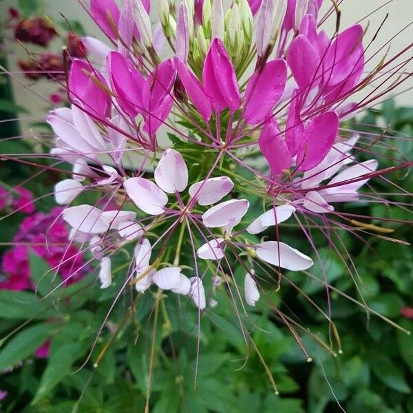 Cleome spinosa Květ