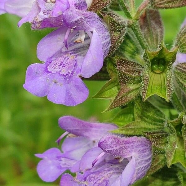 Salvia officinalis Kvet