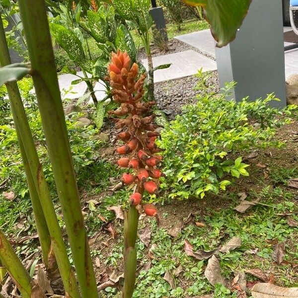 Renealmia alpinia Fruit