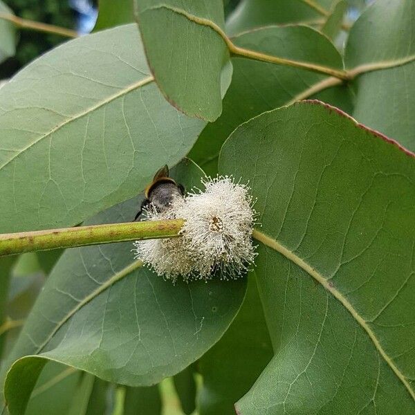 Eucalyptus globulus Flor