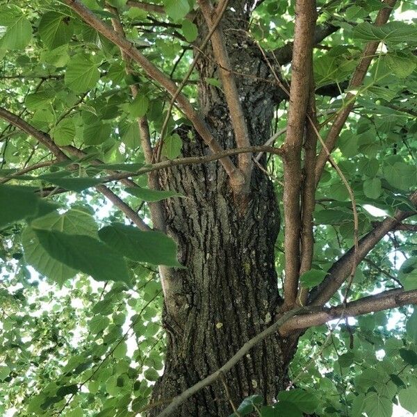 Tilia platyphyllos Escorça