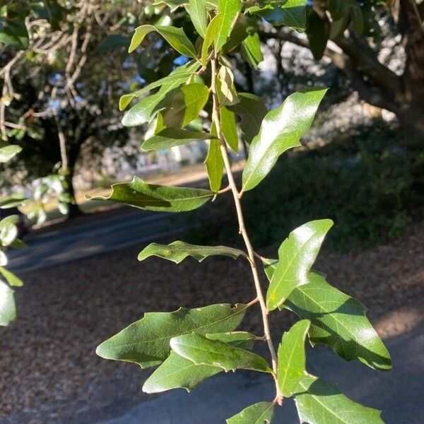 Quercus fusiformis Листок