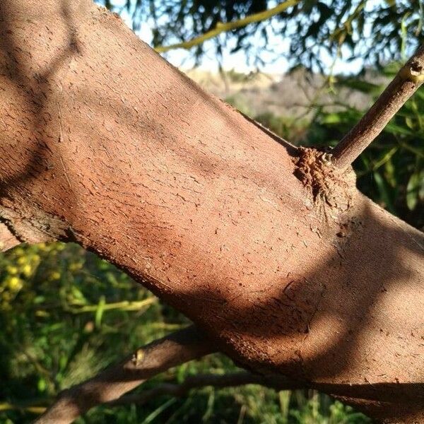 Acacia retinodes Bark