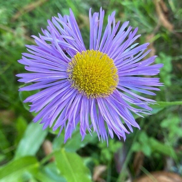 Erigeron speciosus Fiore