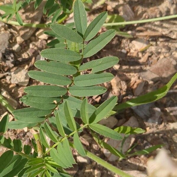 Onobrychis arenaria Leaf