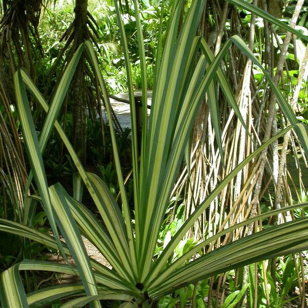 Pandanus tectorius Folio