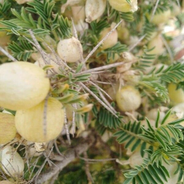 Astragalus armatus Foglia