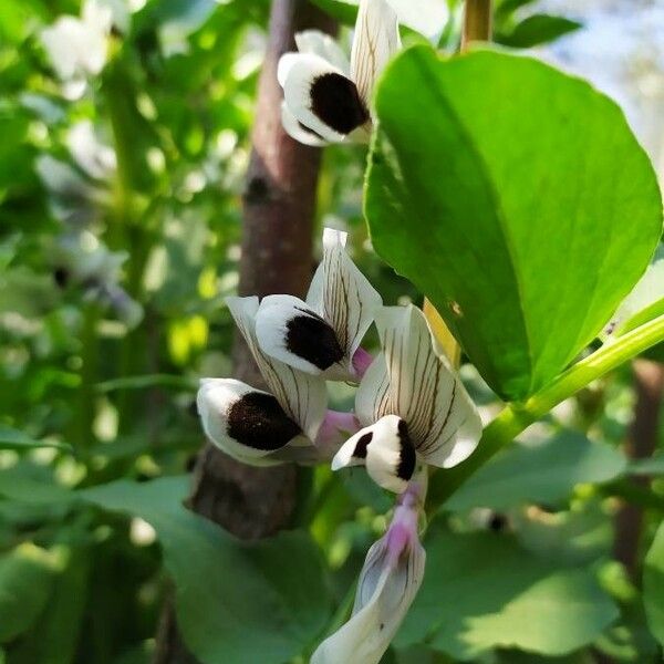 Vicia faba Fiore