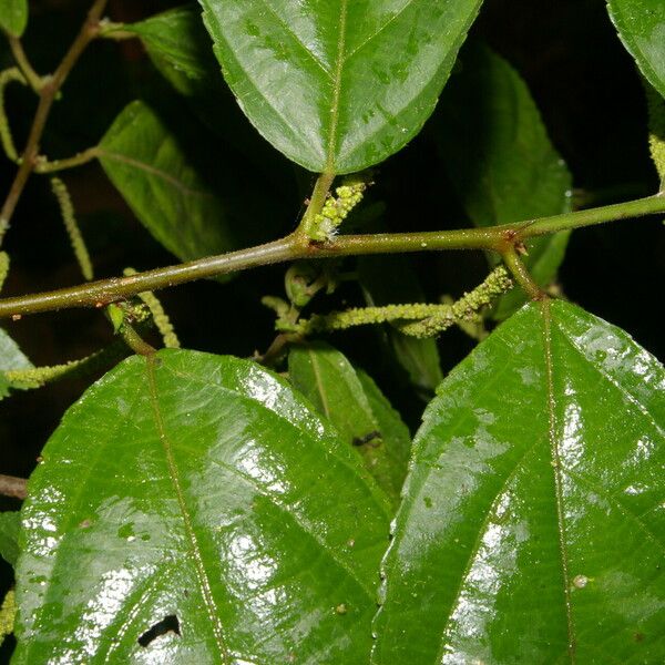 Acalypha diversifolia برگ