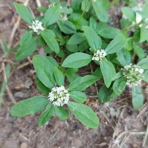 Mitracarpus hirtus Fiore