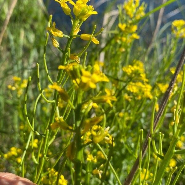 Barbarea verna Flower