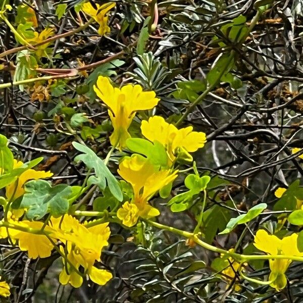 Tropaeolum peregrinum Blüte