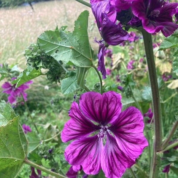 Malva arborea 花