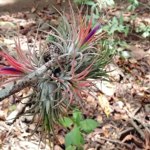 Tillandsia ionantha Habit