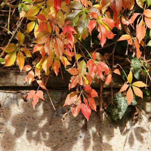 Parthenocissus inserta Elinympäristö