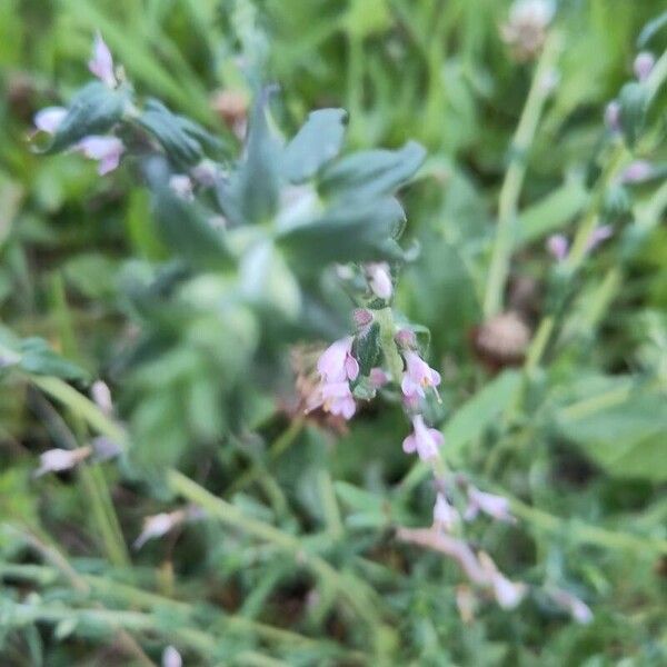 Odontites vernus Flor