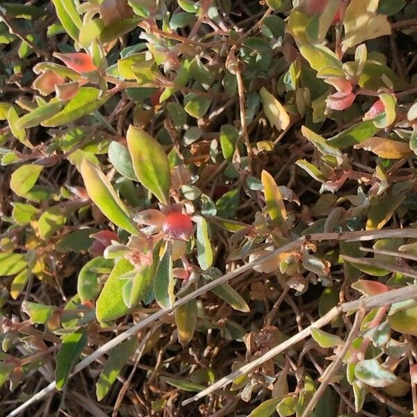 Atriplex semibaccata Frutto