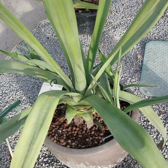 Agave sisalana 叶