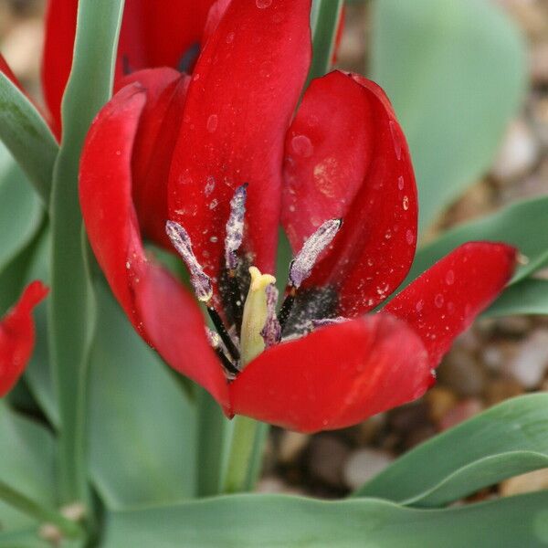 Tulipa undulatifolia Кветка