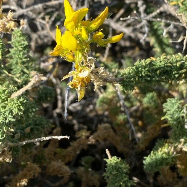 Adenocarpus viscosus Kukka