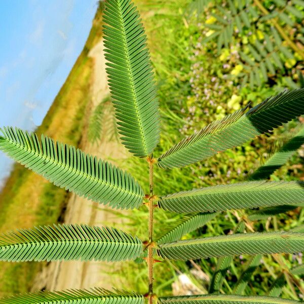 Mimosa pigra Leaf