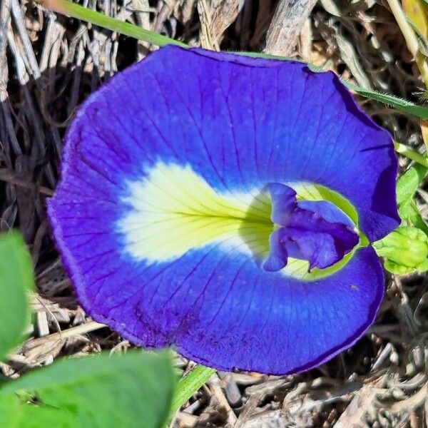 Clitoria ternatea Blomst