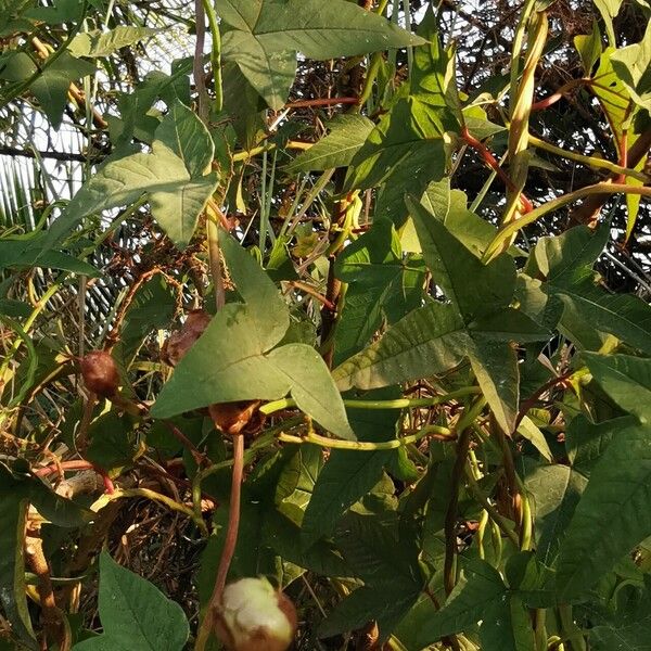 Ipomoea mauritiana പുഷ്പം