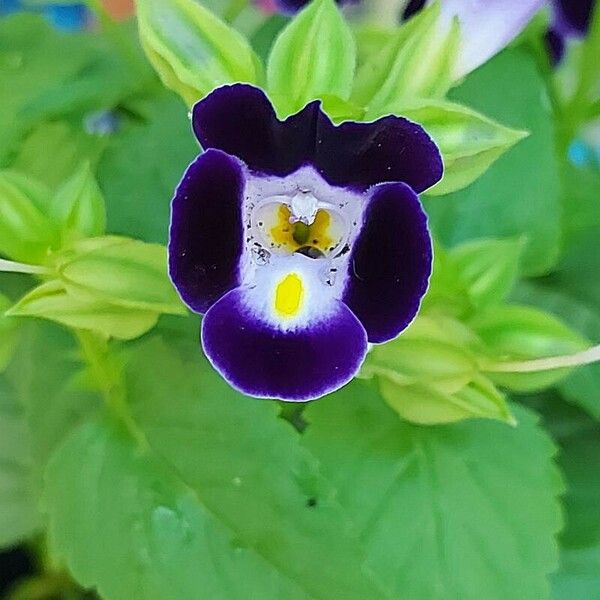 Torenia fournieri 花