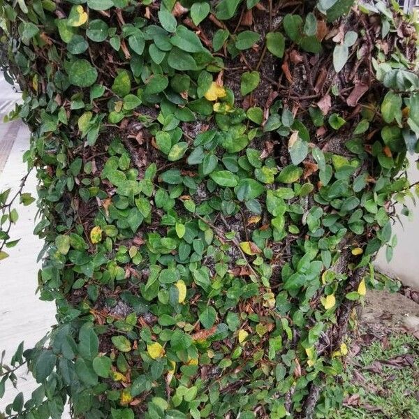 Ficus pumila برگ