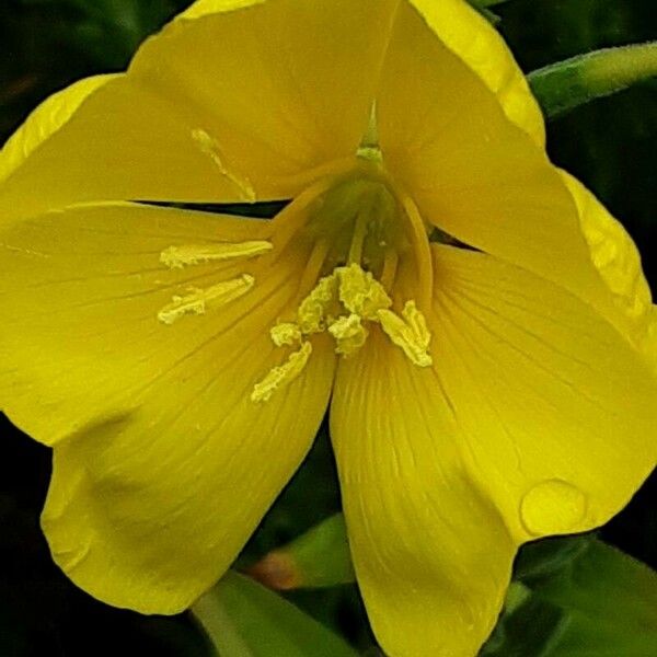 Oenothera glazioviana Bloem