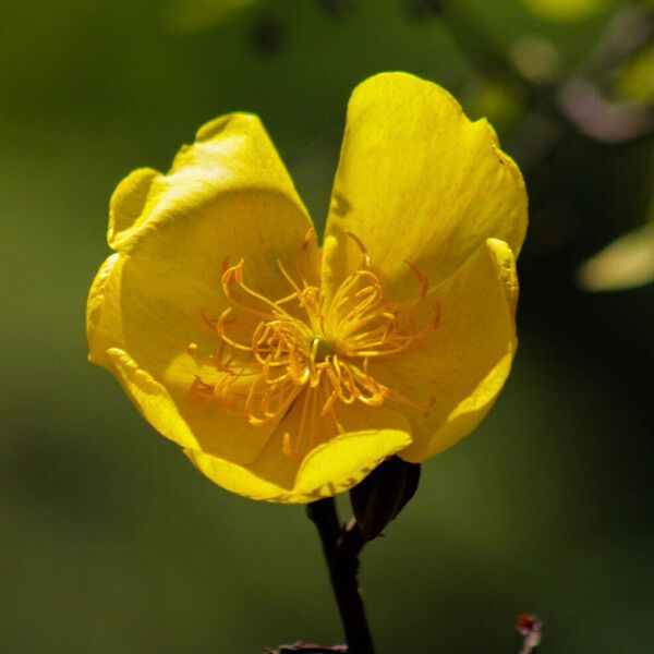 Cochlospermum regium Flower