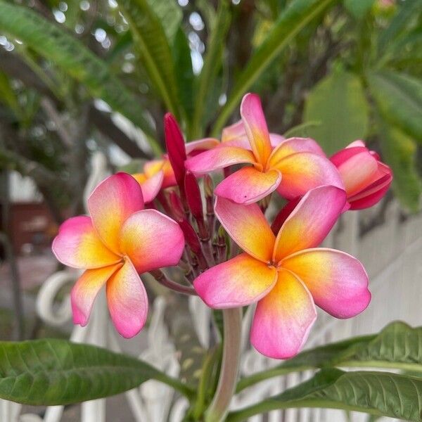 Plumeria rubra Blomma