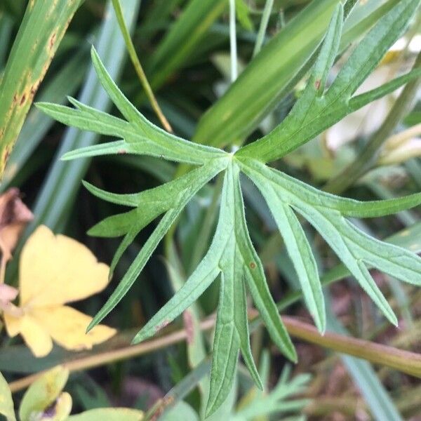 Geranium dissectum Ліст