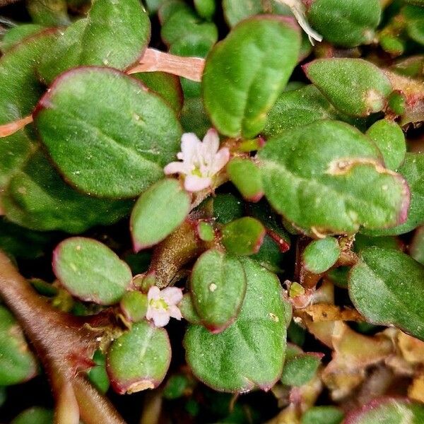 Trianthema portulacastrum പുഷ്പം