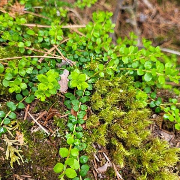 Gaultheria hispidula List