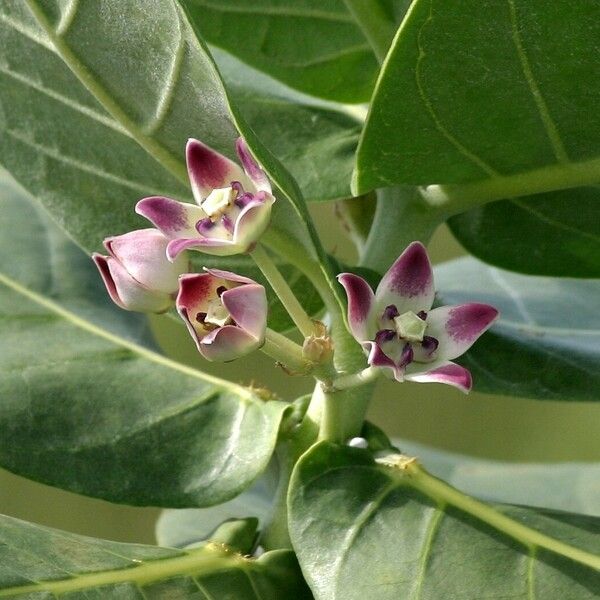 Calotropis procera Blomma