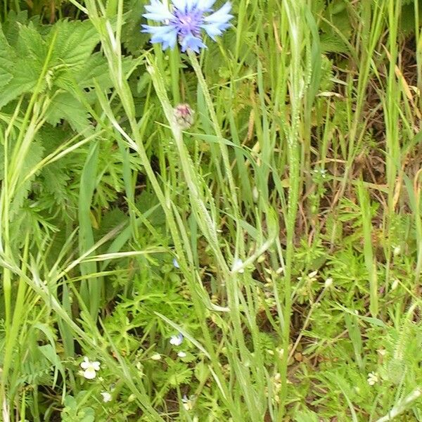 Centaurea cyanus Habit