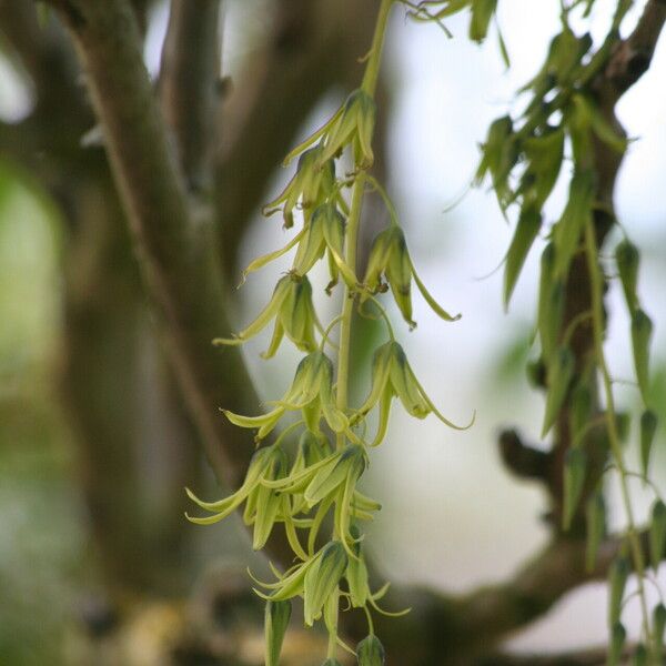 Decaisnea fargesii Flower