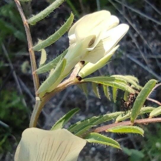 Vicia hybrida Blomst