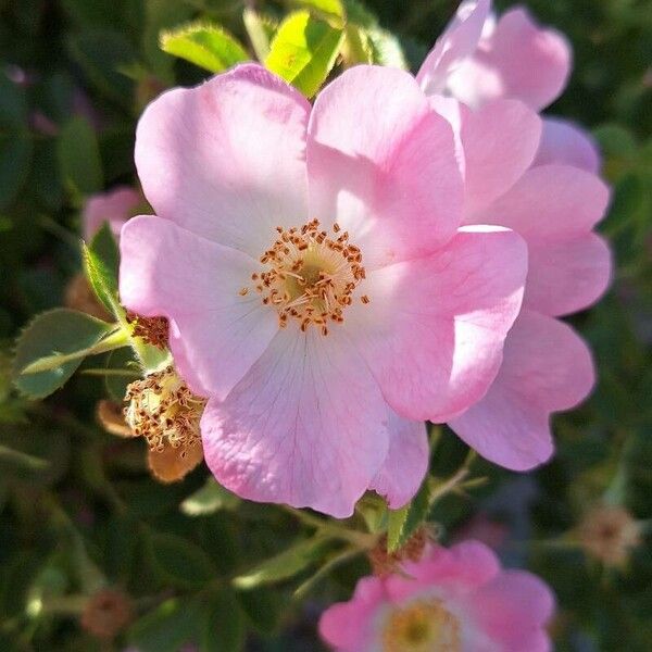 Rosa rubiginosa Flors