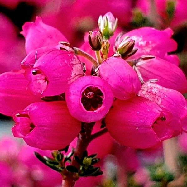 Erica cinerea Flor