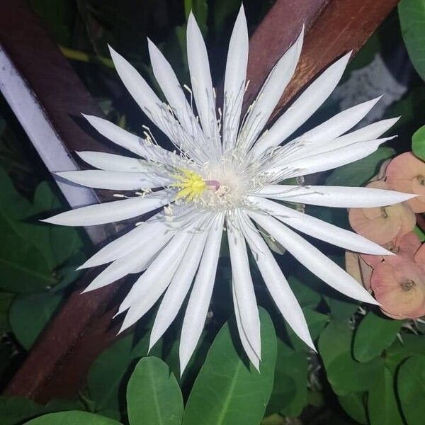 Epiphyllum phyllanthus Leaf