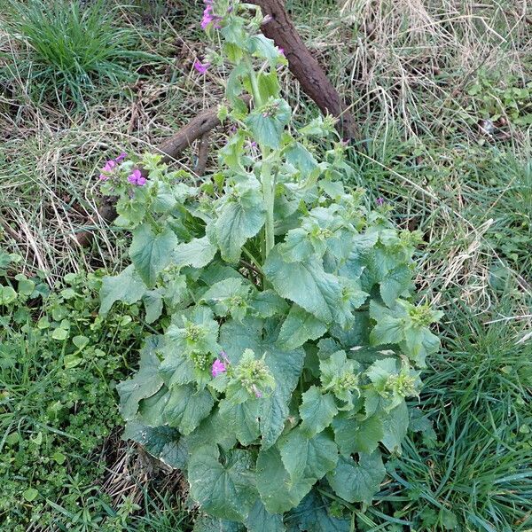 Lunaria annua ശീലം