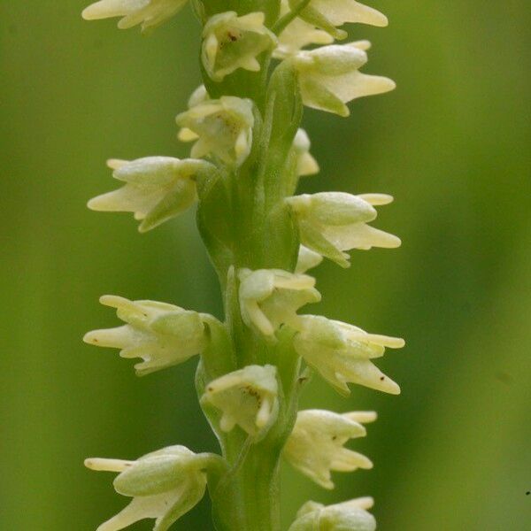 Herminium monorchis Flor