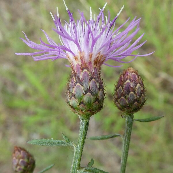 Centaurea paniculata Blomma