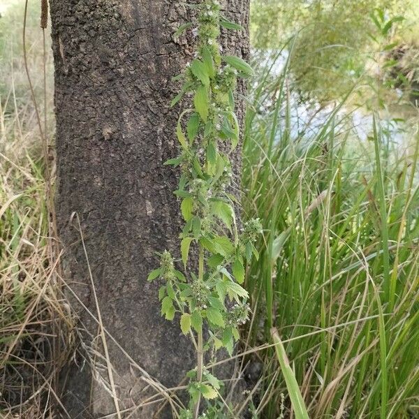 Chaiturus marrubiastrum Habit