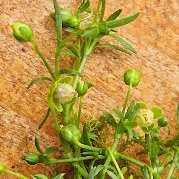 Sagina procumbens عادت